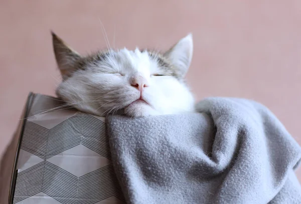 Милый Почтовый Забавный Кот Спящий Коробке Крупным Планом — стоковое фото