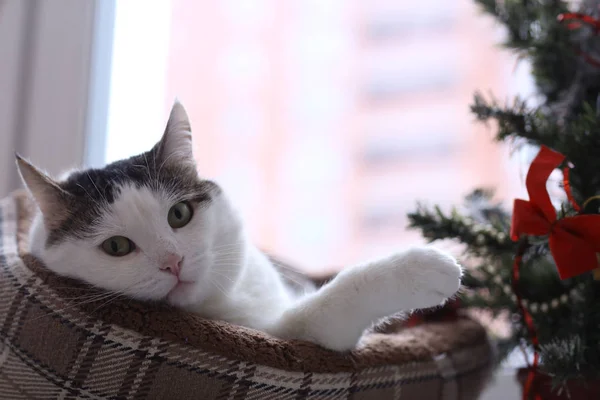 Sevimli Tom Posta Komik Kedi Kedi Yatağı Yakın Fotoğraf Sleeping — Stok fotoğraf