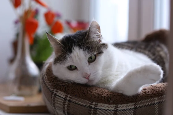 귀여운 톰 메일 재미 고양이 고양이 침대에서 자 고 — 스톡 사진
