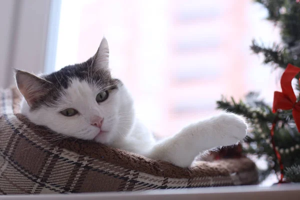 귀여운 톰 메일 재미 고양이 고양이 침대에서 자 고 — 스톡 사진