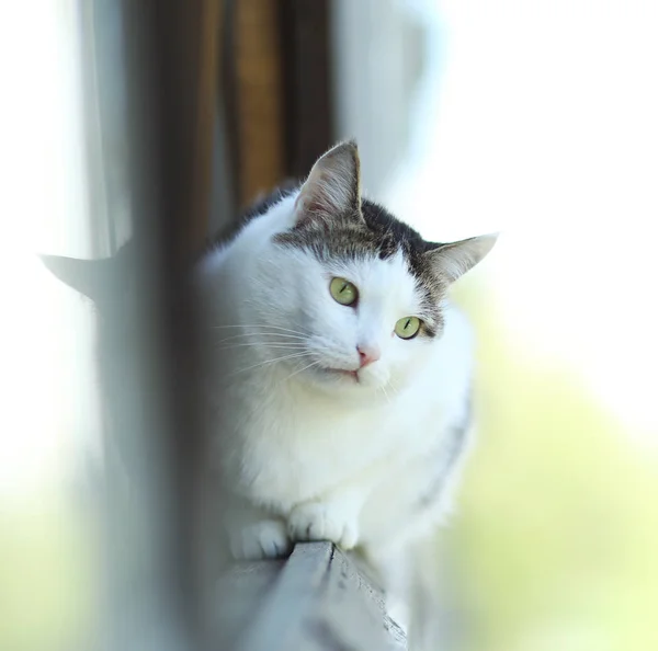 猫享受第一春太阳射线特写照片在开放的阳台wi — 图库照片