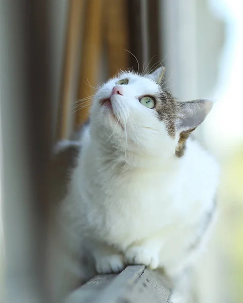 Gato desfrutar de primeiro sol primavera raio de perto foto na varanda aberta wi — Fotografia de Stock