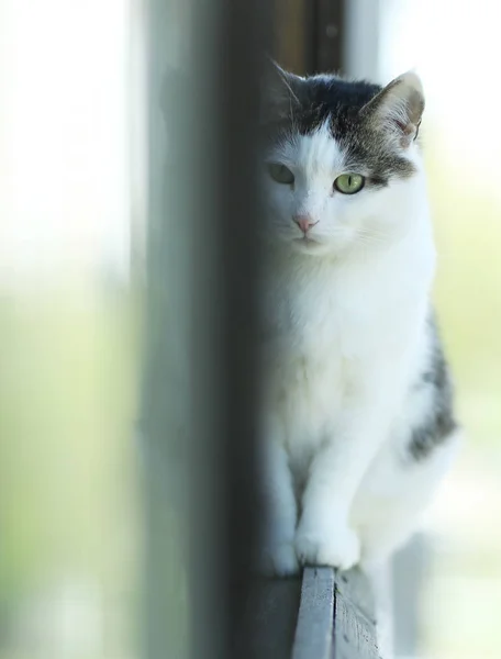 Cat enjoy first spring sun ray close up photo on open balcony wi — Stock Photo, Image