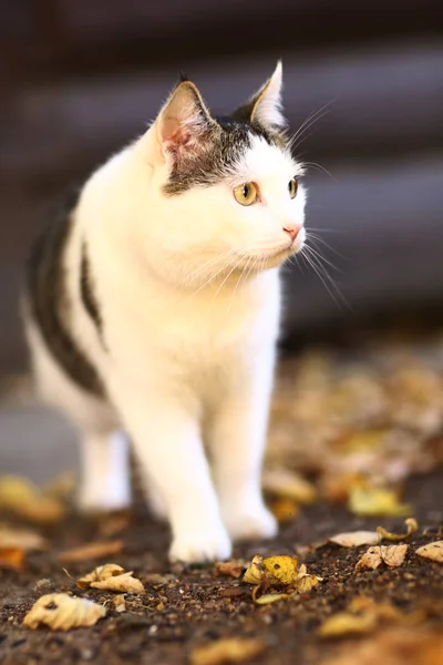 Tom male cat outdoor summer photo — Stock Photo, Image