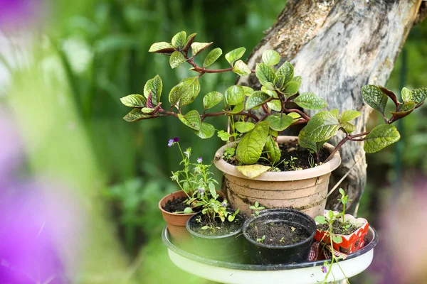 Ortanca Yeşil Bahçesinde Masaya Pot Bitki Çiçek — Stok fotoğraf