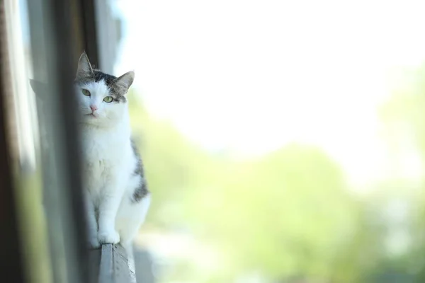 Tom país macho gato sentarse en balcón ventana —  Fotos de Stock