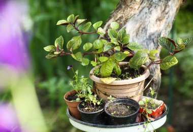 yeşil bahçe arka plan üzerinde saksı bitkileri dekorasyon