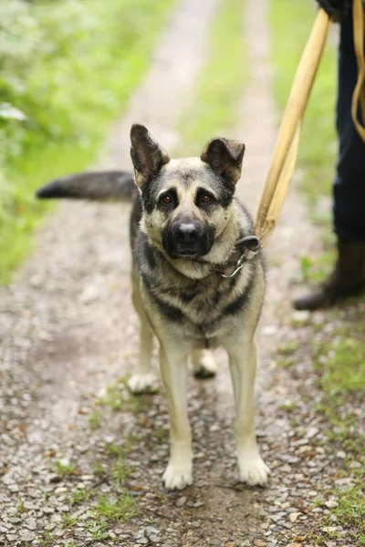 Cão pastor alemão na coleira foto de corpo inteiro — Fotografia de Stock