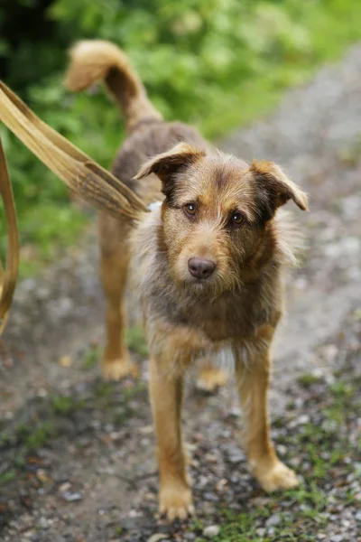 Terrier mistura vermelho nariz cão na coleira de corpo inteiro foto — Fotografia de Stock