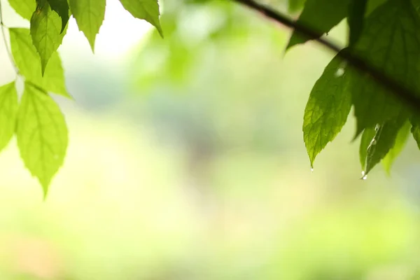 ぼやけた庭のバクルで水滴と雨の後の緑の葉 — ストック写真