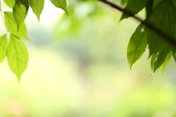 Hojas verdes después de la lluvia con gotas de agua en el jardín borroso baclgr —  Fotos de Stock