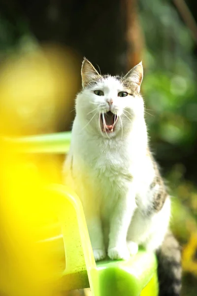 Tom país macho gato bostezando en verde jardín fondo —  Fotos de Stock