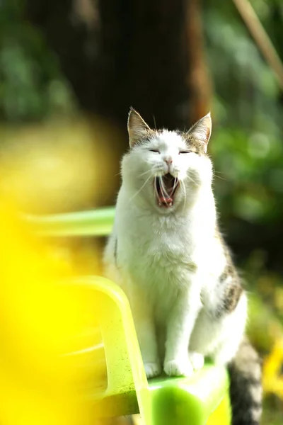 Tom country macho gato bocejando no jardim verde fundo — Fotografia de Stock