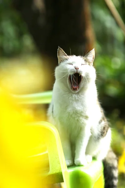 Tom país macho gato bostezando en verde jardín fondo —  Fotos de Stock