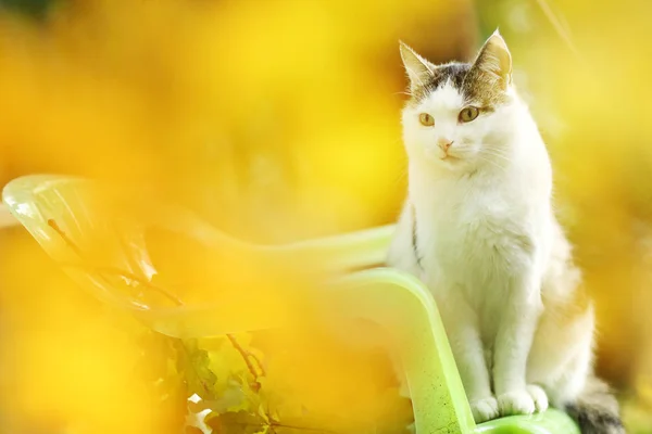 汤姆国家雄猫坐在绿色花园背景 — 图库照片