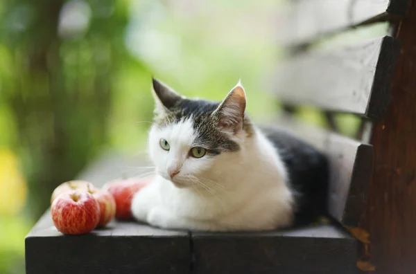 Tom country male cat funny photo with apples lay on wooden bench — стоковое фото