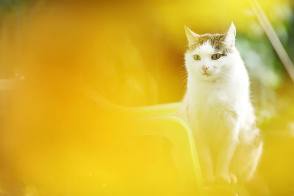 汤姆国家雄猫坐在绿色花园背景 — 图库照片