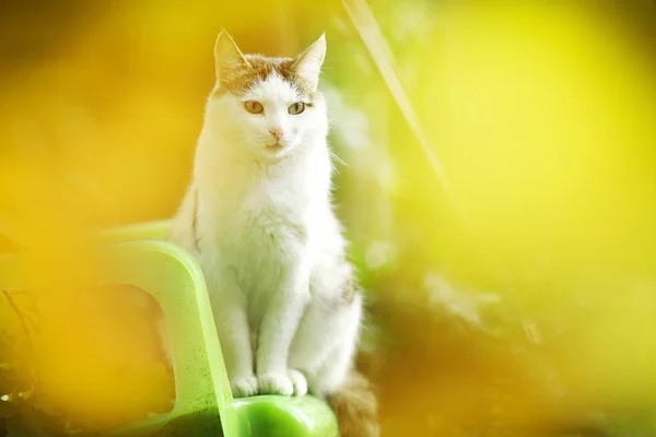 Tom land hane katt sitter på Green Garden bakgrund — Stockfoto