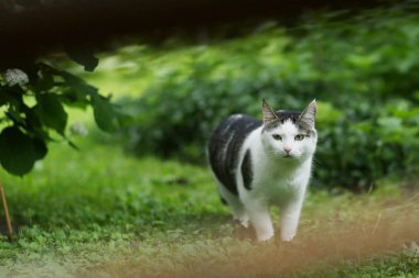yaz yeşil bahçesinde mücadele kediler