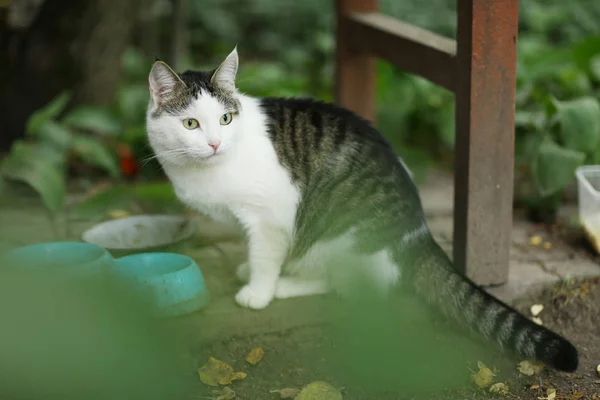 แมวฉลาดเคี้ยวหญ้า — ภาพถ่ายสต็อก