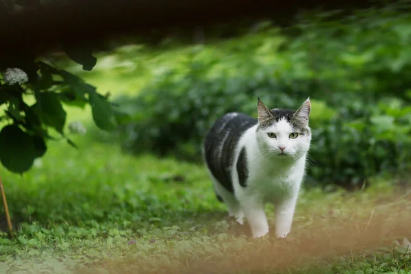 Gatos lutando no jardim verde verão — Fotografia de Stock