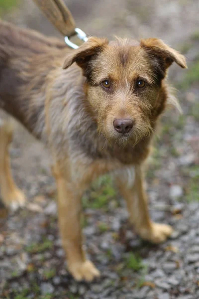 Terrier-Mischling rote Nase Hund an der Leine Ganzkörperfoto — Stockfoto