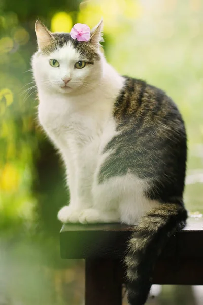 Tom land hane katt med flox blomma rolig närbild foto — Stockfoto