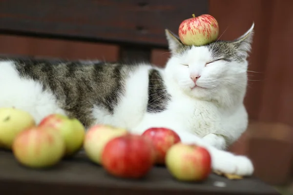 Tom Country männliche Katze lustiges Foto mit Äpfeln lag auf Holzbank — Stockfoto