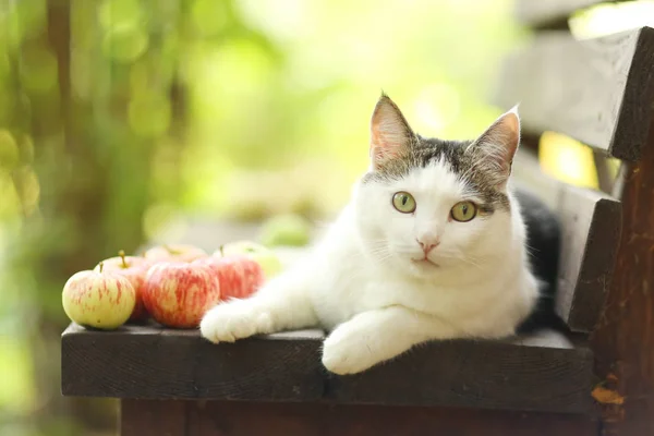 Tom country male cat funny photo with apples lay on wooden bench — стоковое фото