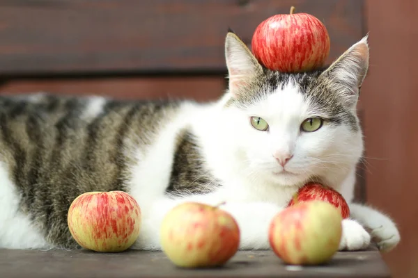 Tom country male cat funny photo with apples lay on wooden bench — стоковое фото