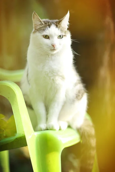 Том сільський кіт чоловічої статі сидить на зеленому садовому фоні — стокове фото