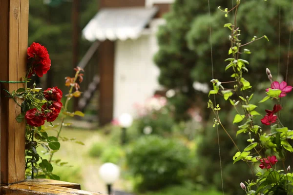 Jardín formal con flores de hortensias, gladiolo, flox y madera s — Foto de Stock