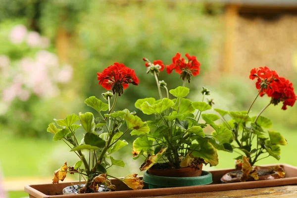 Geranium flowers in flower basket box closeup photo on green sum — Stock Photo, Image