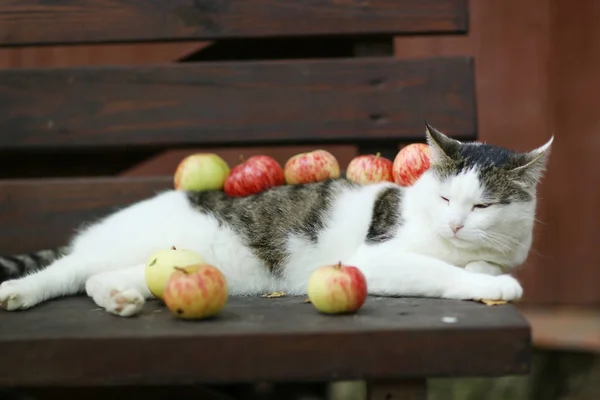 Tom country male cat funny photo with apples lay on wooden bench — стоковое фото