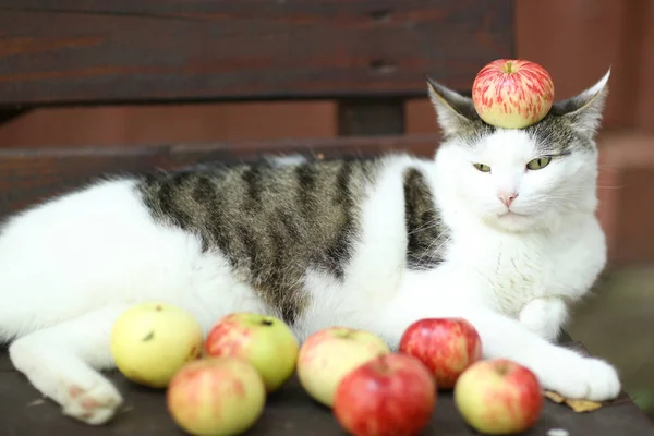 Tom Country männliche Katze lustiges Foto mit Äpfeln lag auf Holzbank — Stockfoto