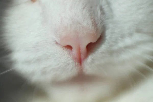 猫粉红色鼻子宏照片 — 图库照片