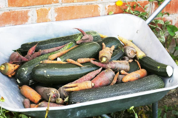 Groenten gewas-courgette, wortel, beatroot op de kar — Stockfoto