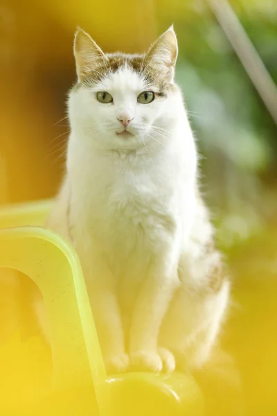 Tom paese maschio gatto seduto su sfondo verde giardino — Foto Stock