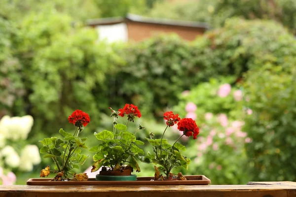 Formaler Garten mit Hortensienblumen, Gladiolen, Flocken und Holz — Stockfoto