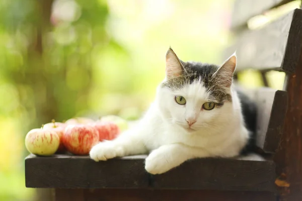 Tom country macho gato engraçado foto com maçãs colocar no banco de madeira — Fotografia de Stock