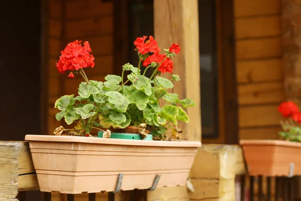 Geranium flowers in flower basket box closeup photo on green sum — Stock Photo, Image