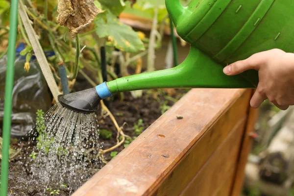 Water can with human hand watering seedbed on green summer backg — Stock Photo, Image