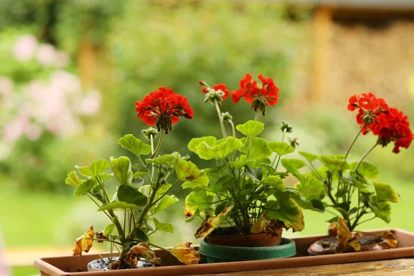 Fiori di geranio in scatola cesto di fiori foto primo piano sulla somma verde — Foto Stock