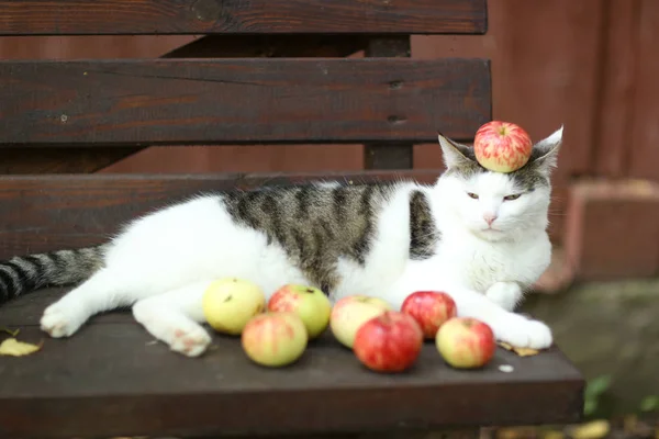 tom country male cat funny photo with apples lay on wooden bench