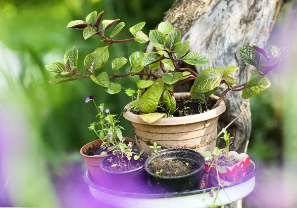 Pot plant flowers on the table on hydrangea green beautiful gard — Stock Photo, Image