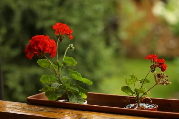 Fiori di geranio in scatola cesto di fiori foto primo piano sulla somma verde — Foto Stock