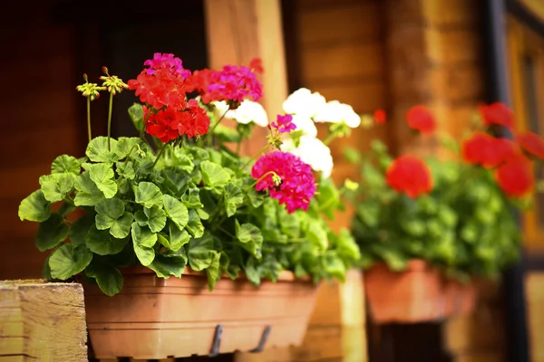 Blumenkasten mit Geranienblüten auf der Veranda des Ferienhauses — Stockfoto