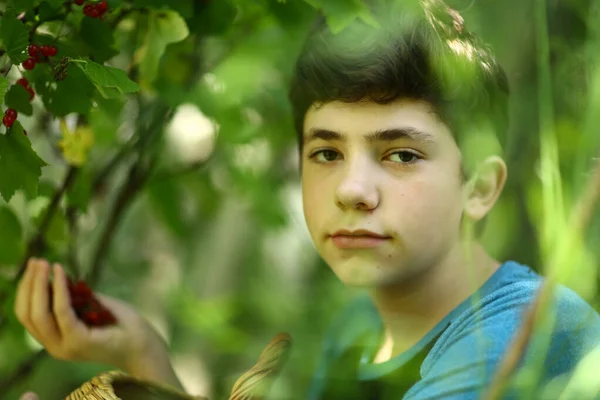 Adolescent garçon récolte cassis avec panier — Photo