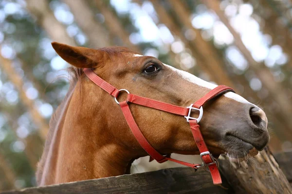 Testa di cavallo mangiare e nutrire la mano umana — Foto Stock