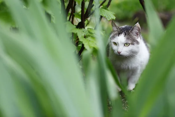 Land Katt Utomhus Närbild Foto Jakt Grönt Gräs Bakgrund — Stockfoto